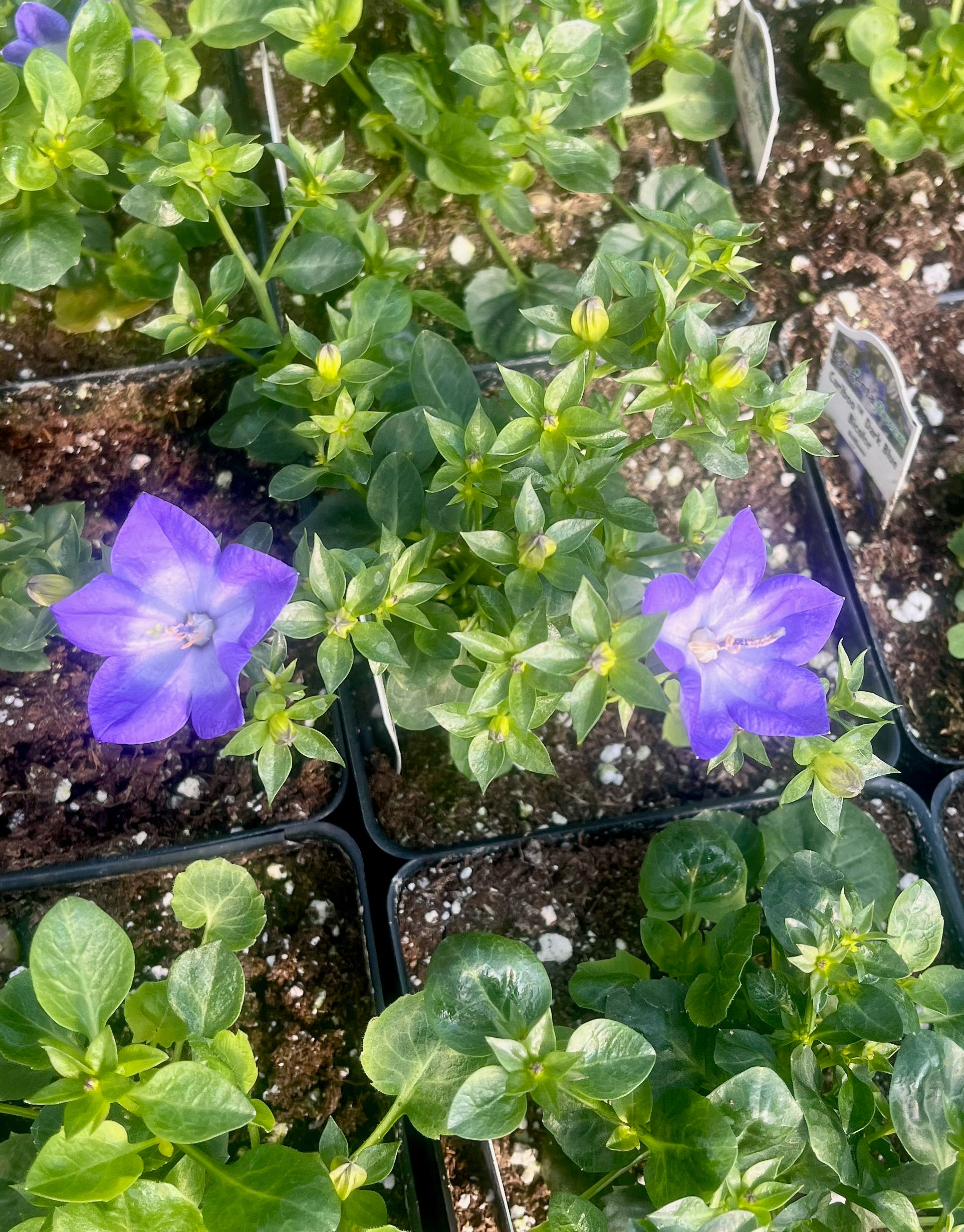 Campanula Cariboo Blue Dark Bicolor