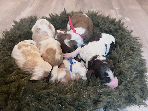 Newborn photos.jpeg