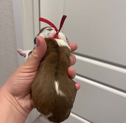 Otto newborn.jpeg