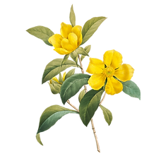 yellow flowers