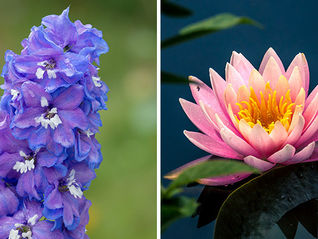 July Birth Flower Tattoo Meaning Guide by Hon Tattoo Studio in North York, Vaughan and Downtown Toronto