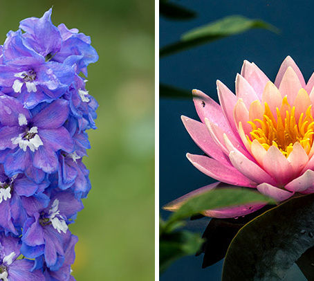 July Birth Flower Tattoo Meaning Guide by Hon Tattoo Studio in North York, Vaughan and Downtown Toronto