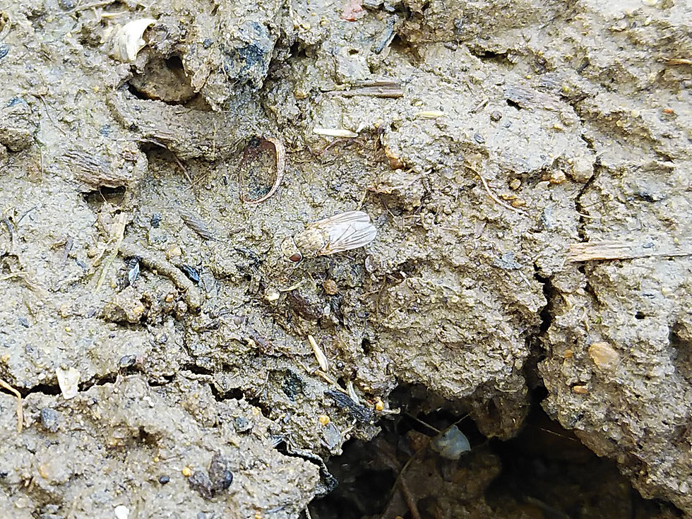 タネバエの1種