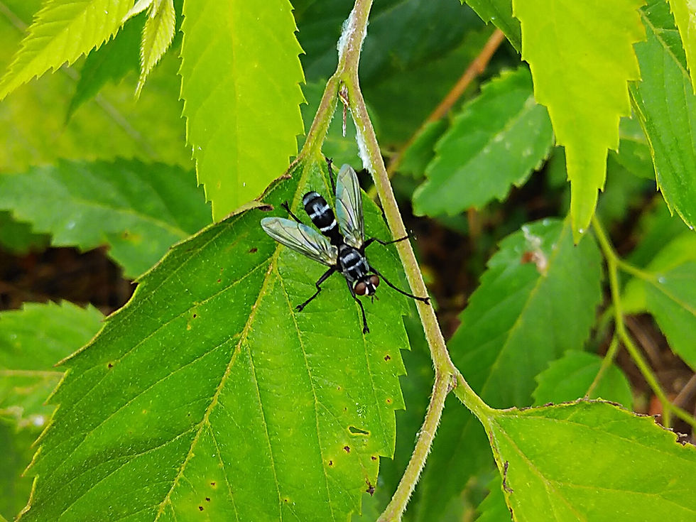 コンボウナガハリバエ