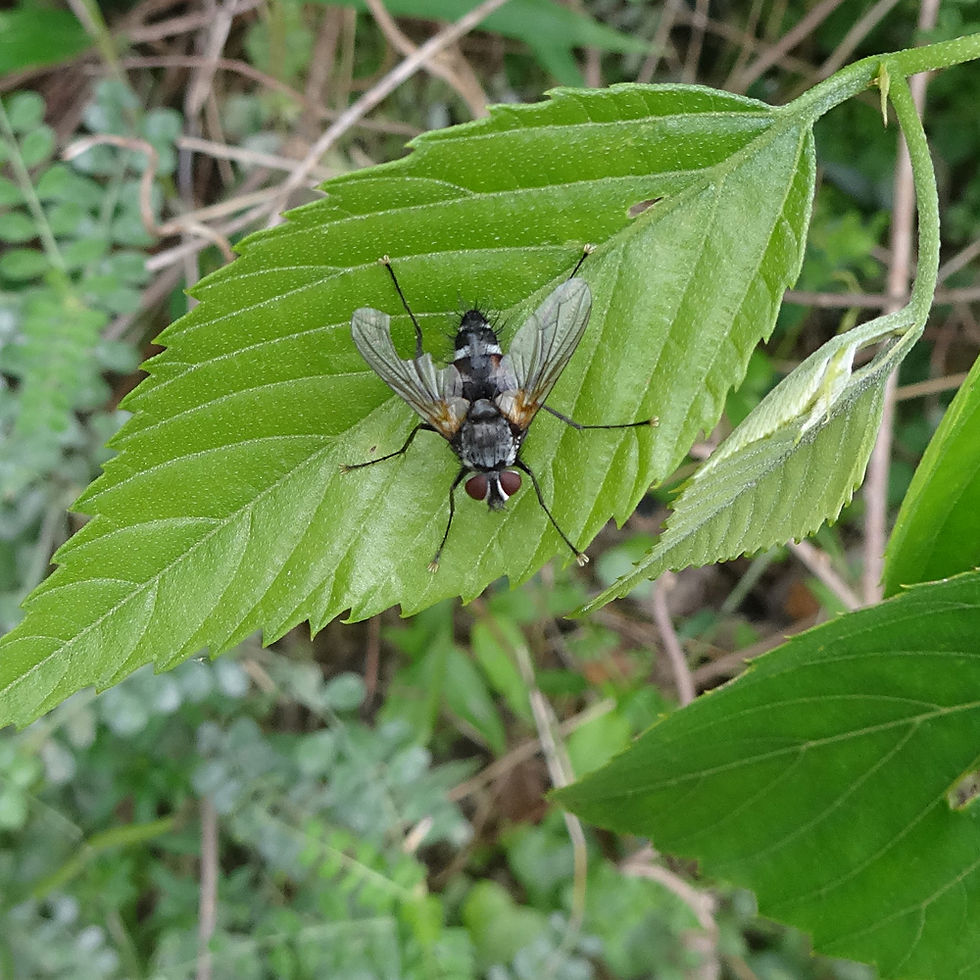 ヤドリバエの一種?