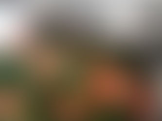 Wok saumon, fenouils et brocolis