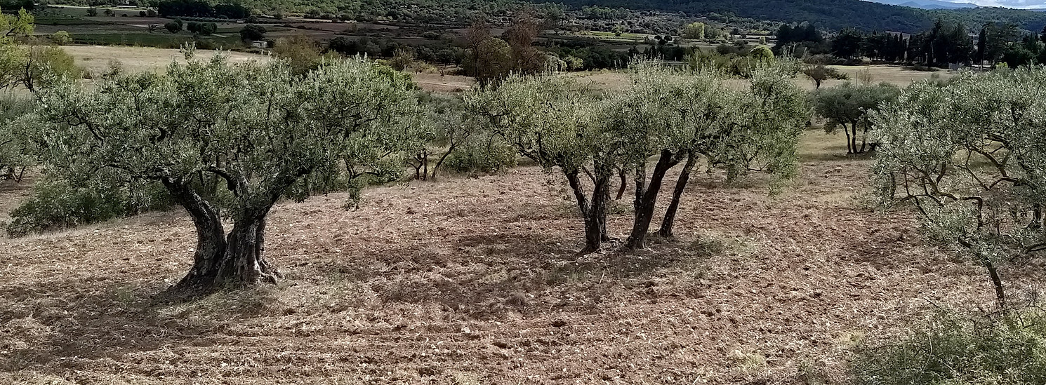 Olivenhain in der Provence