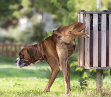 Busting Boxer