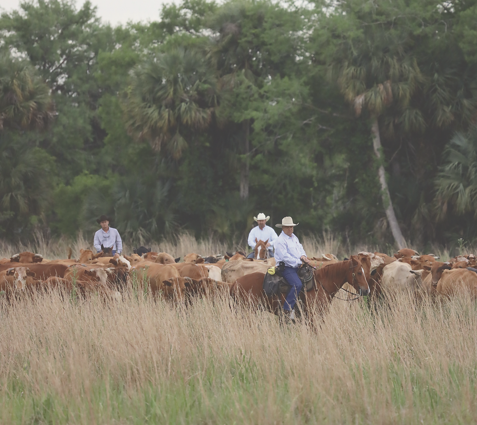 FL Cattle Statistics