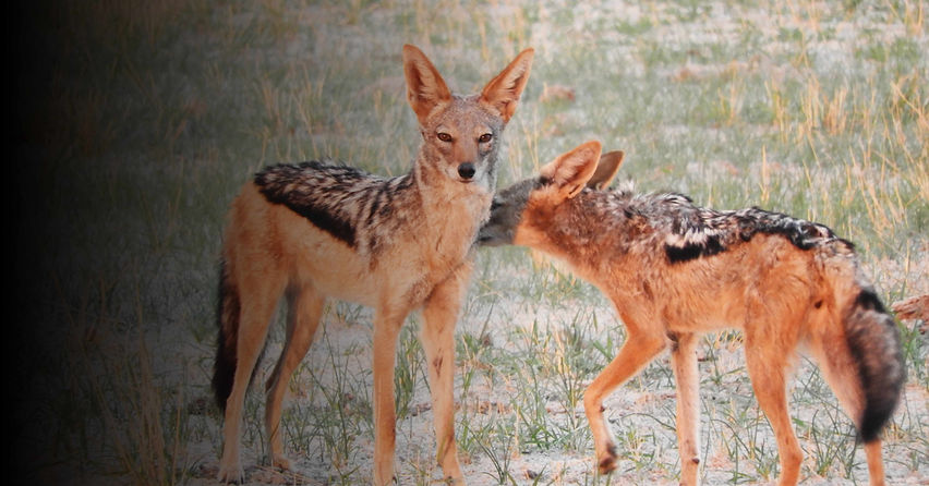 jackals edited.jpg