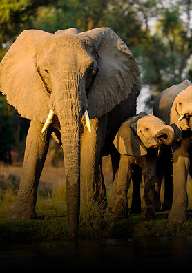 stock elephant.jpg