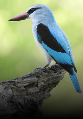 bird .jpg