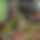 Thumbnail: Green Silk Tissue Cotton Maheshwari Saree