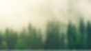 trees.jpg