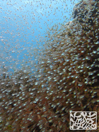 スカシテンジクダイ　宮古島　ダイビング　海猿　魚群