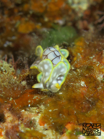 コンシボリガイ ウミウシ 宮古島 ダイビング 海猿 マクロ