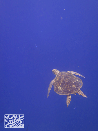 ウミガメ 宮古島 ダイビングショップ海猿