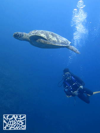 宮古島 ダイビング 海猿 ウミガメ