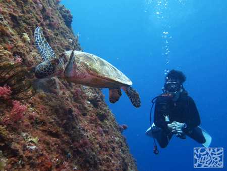 ウミガメ　宮古島　ダイビング　海猿　海亀