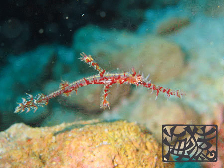 ニシキフウライウオ　幼魚　ダイビング　海猿　宮古島