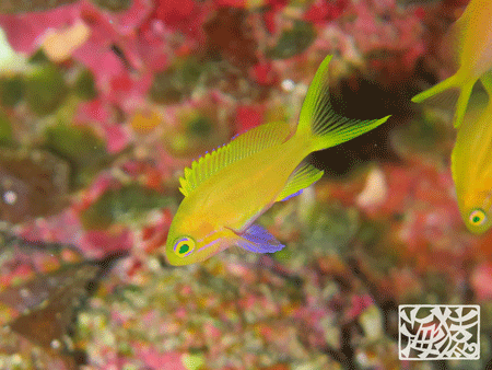 スミレナガハナダイ　幼魚　宮古島　ダイビング　海猿　少人数　