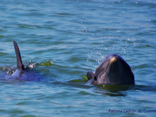 Evaluación y Manejo Integrado del Gran Ecosistema Marino del Golfo de México