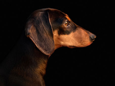 A Lesson From my Mini Dachshund