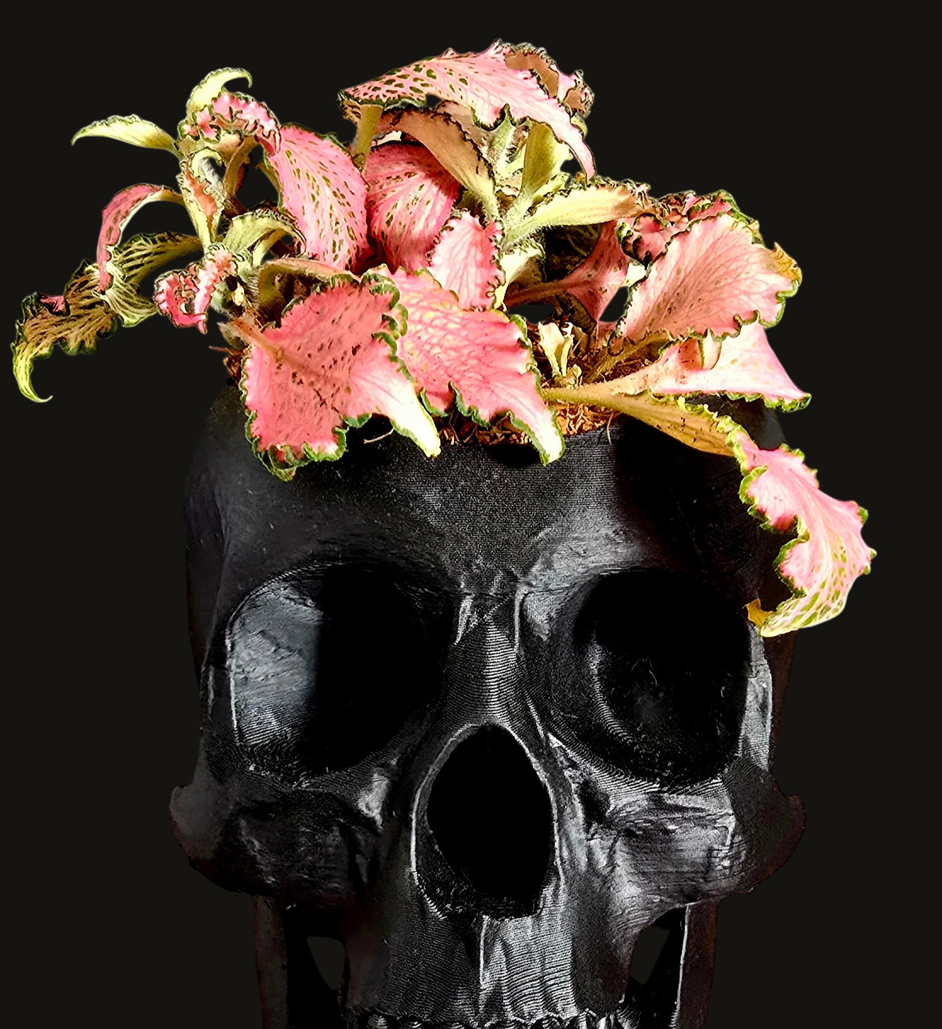 NecroBloom Collection - Blush Reaper