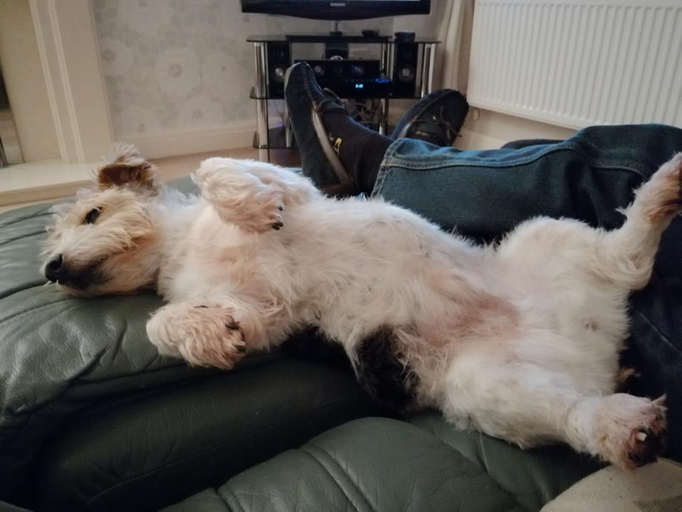 doggy daycare solent