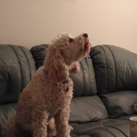 Dog relaxing in the house