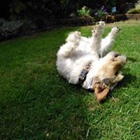 Dog relaxing in the garden