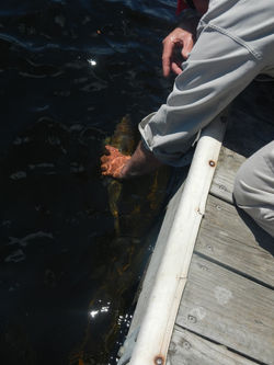 Remise à l'eau d'un doré