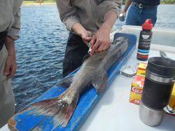 Prélèvement d'échantillon