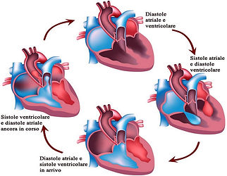 ciclo-cardiaco1.jpg