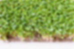 microgreens-top-view 2 (1).jpg