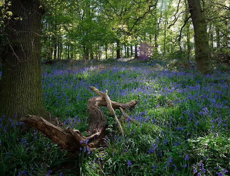 Bluebells at Jubilee Wood - Large.jpg.webp