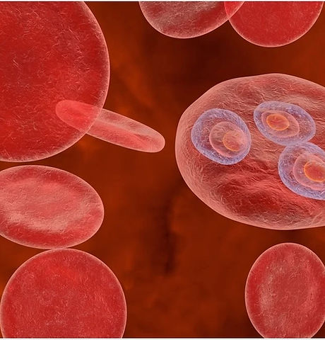 WhatsApp Image 2025-09-11 at 14.23.03.jpeg