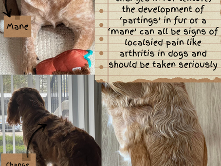Is your dog uncomfortable?