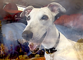 Abby 2023-03-25 at 10.16.01 PM.png