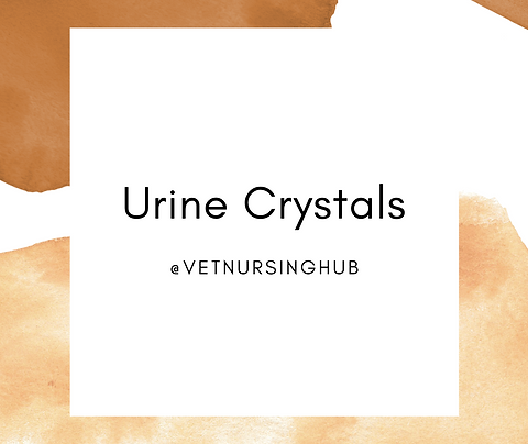 Urine crystal flashcards