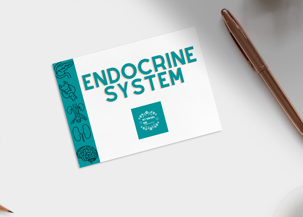 Endocrine Flashcards