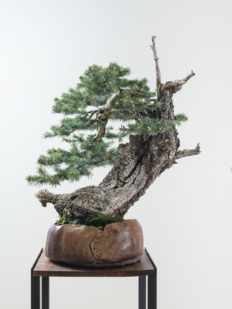 Bonsai Ceramic