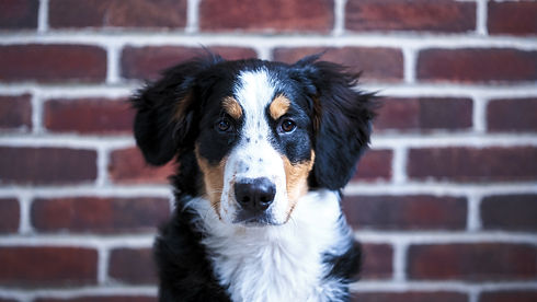 Bernese Mountain Dog posing in front of a red brick wall._edited.jpg