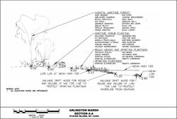 Arlington Marsh Concepts  and Sections 2023-01-13_Page_2_edited