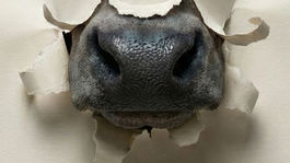 ஜல்லிக்கட்டு - வாசக அனுபவம்