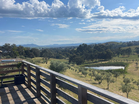 Mansfield olive grove viewing platform for that perfect moment.