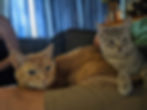 original photo of two cats in first layer of procreate composition