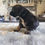 Thumbnail: Black phantom female cocker Spaniel 