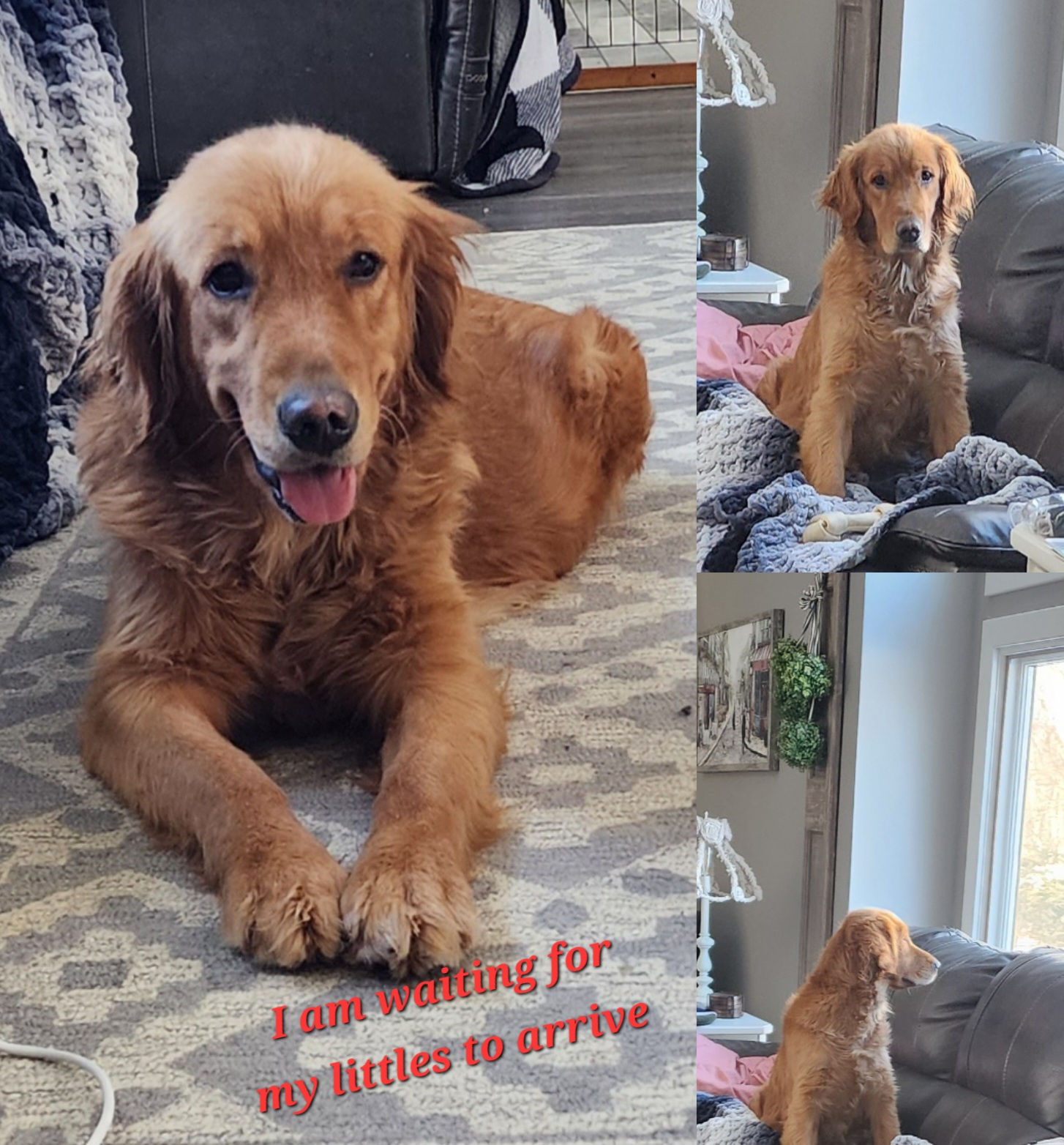 Female Golden Retriever Ruby