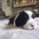 Thumbnail: Missy bumble Bee